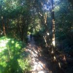 Steps on walk to Chowder Bay