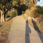 Manly Forty Baskets Fairlight path